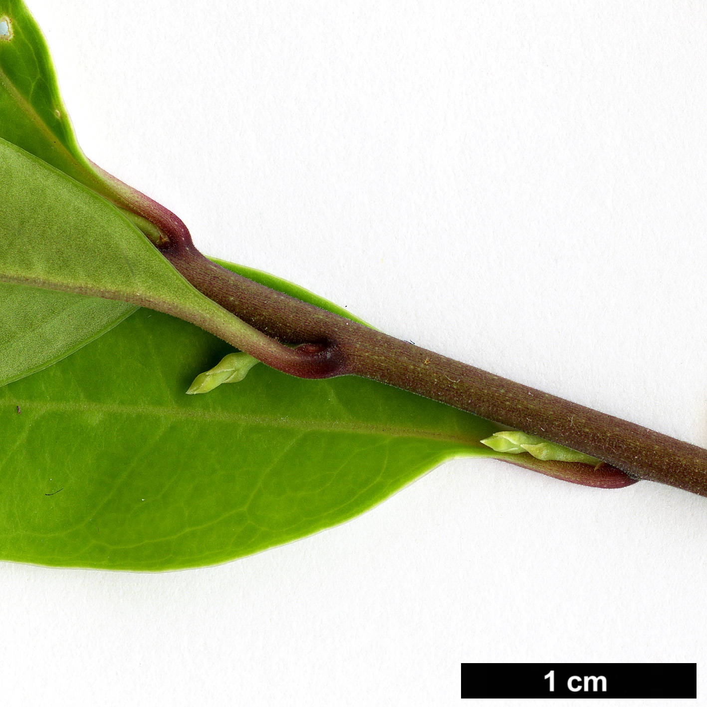 High resolution image: Family: Buxaceae - Genus: Sarcococca - Taxon: bleddynii